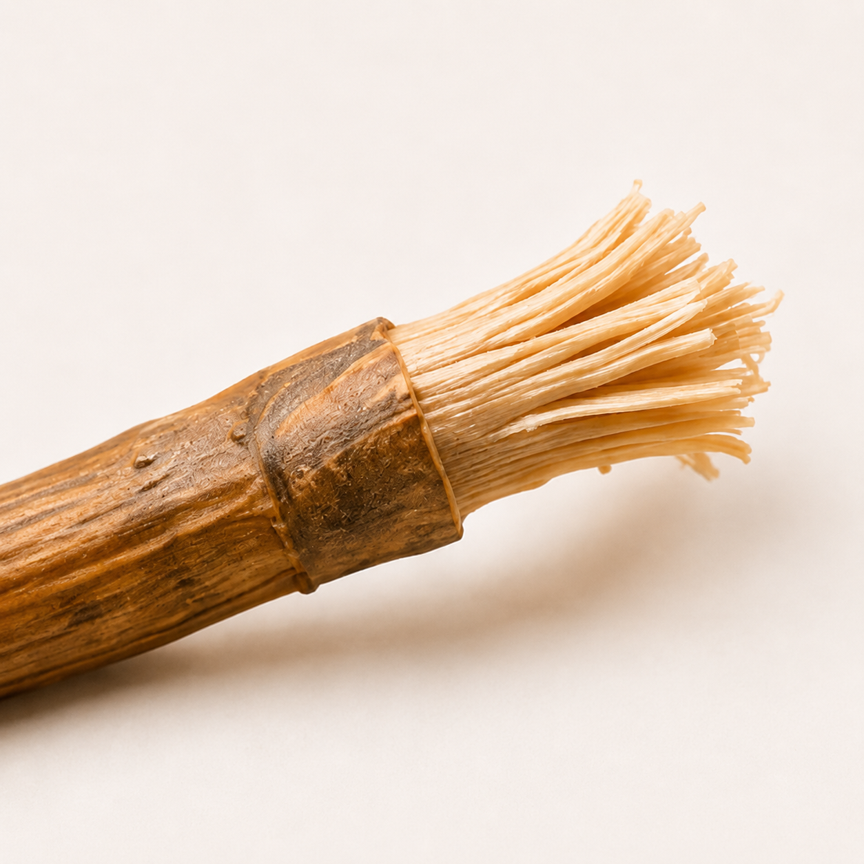 Chewing the exposed miswak tip to soften its fibres